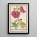 Rosa trémière Alcea rosea Rosa simple de invierno Malva rosea hiemalis passerose de flor simple - Anselmus Botius de Boodt