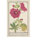 Rosa trémière Alcea rosea Rosa simple de invierno Malva rosea hiemalis passerose de flor simple - Anselmus Botius de Boodt