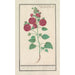 Reproduction of the painting Rose trémière Alcea rosea Double rose d'hiver rouge - Anselmus Botius de Boodt