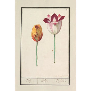 Anselmus Botius de Boodt - Tulp Tulipa.webp
