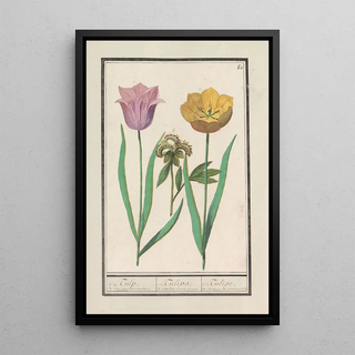 Anselmus Botius de Boodt - Tulp Tulipa en pioenroos Paeonia.webp