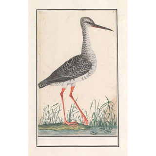 Anselmus Botius de Boodt - Tureluur Tringa totanus.webp