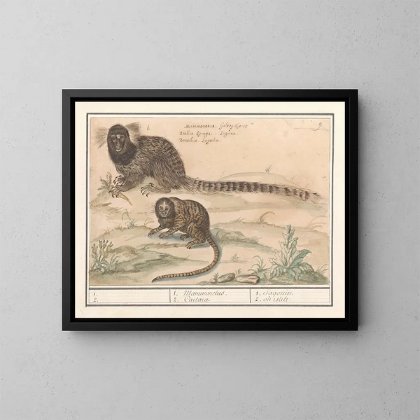 Dos tamarines con pinceles comunes - Anselmus Botius de Boodt — cuadro enmarcado en la pared