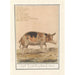 Reproducción del cuadro Cerdo Sus scrofa domesticus Cerda scrofa Porcus faemina Cerda - Anselmus Botius de Boodt