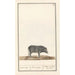 Pig Sus scrofa domesticus Black pig Porcus niger Black pig known as Siam - Anselmus Botius de Boodt