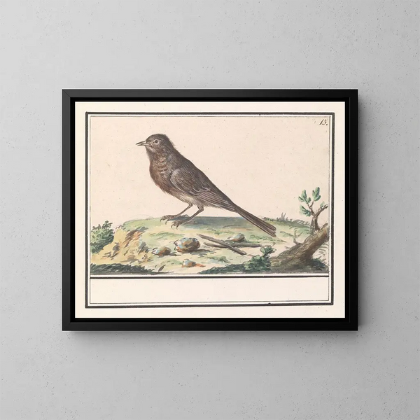 Pájaro desconocido - Anselmus Botius de Boodt — cuadro enmarcado en la pared