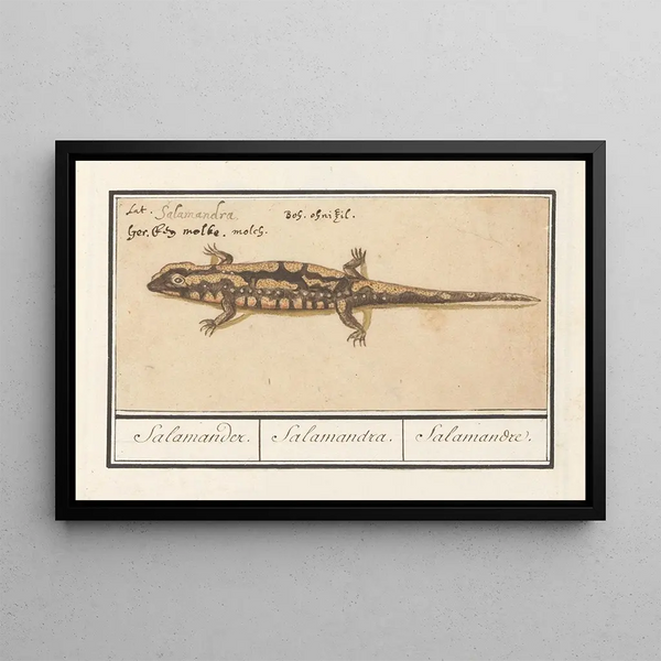 Anselmus Botius de Boodt - Vuursalamander Salamandra salamandra Salamander Salamandra Salamandre.webp