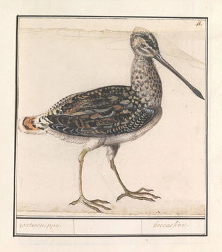 Anselmus Botius de Boodt - Watersnip Gallinago gallinago.webp