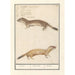 Reproducción del cuadro de la comadreja de Nivalis, Mustela nivalis, comadreja, Mustela, comadreja - Anselmus Botius de Boodt
