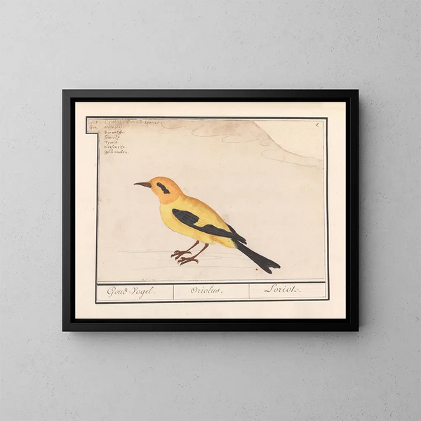 Oriolus oriolus - Anselmus Botius de Boodt — cuadro enmarcado en la pared