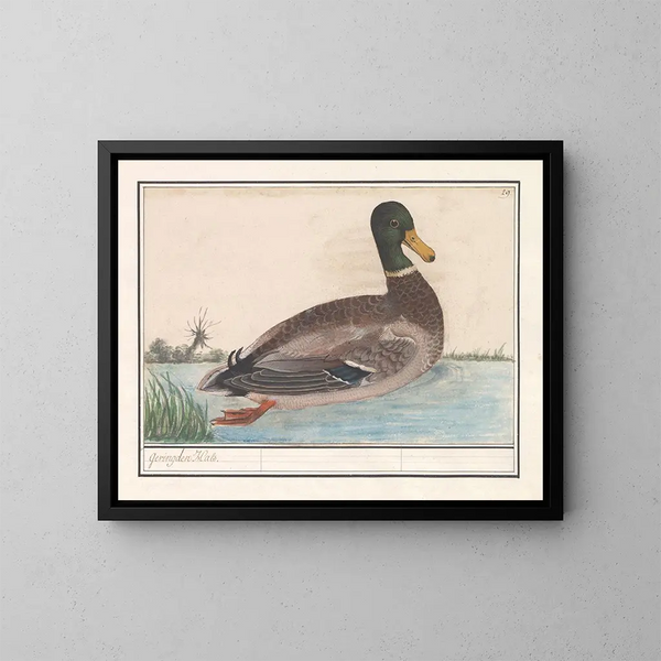de pato colvert - Anselmus Botius de Boodt — cuadro enmarcado en la pared