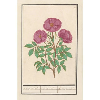 Anselmus Botius de Boodt - Wilde roos Rosa Welriekende bosch roose rosa silverstris adorata Rose des bois avec odeur.webp