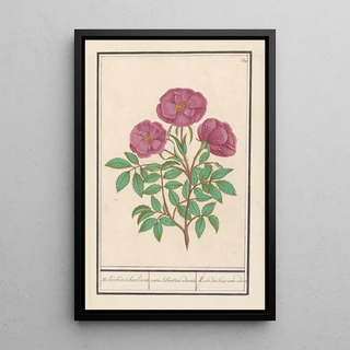 Anselmus Botius de Boodt - Wilde roos Rosa Welriekende bosch roose rosa silverstris adorata Rose des bois avec odeur.webp