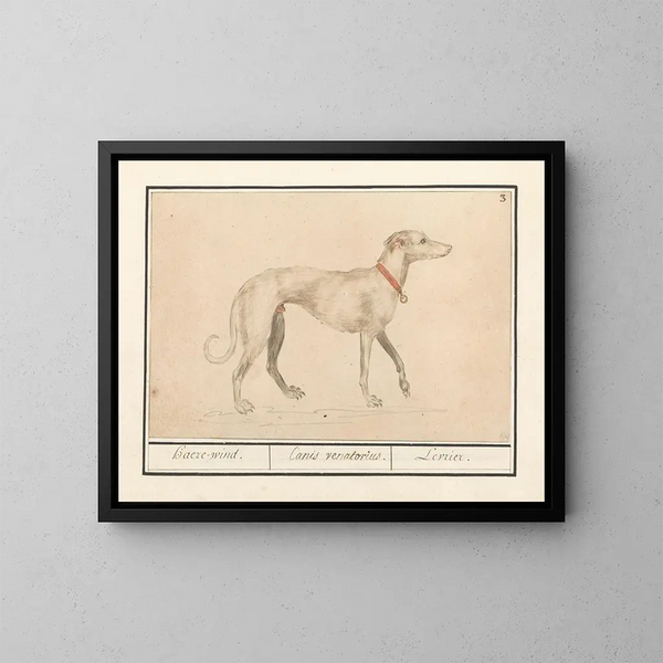 Greyhound - Anselmus Botius de Boodt — framed artwork on a wall