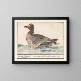Anselmus Botius de Boodt - Wintertaling Anas crecca.webp