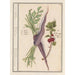 Zanahoria Daucus carota y grosella roja Ribes rubrum 1 zanahorias 2 plantas de grosellas - Anselmus Botius de Boodt
