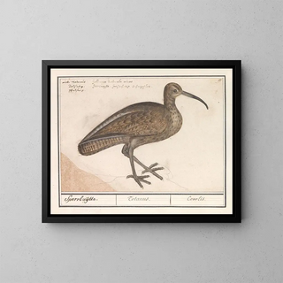 Anselmus Botius de Boodt - Wulp Numenius arquata.webp