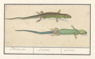 Anselmus Botius de Boodt - Zandhagedis Lacerta agilis Akedissche Lacerta Lezard.webp