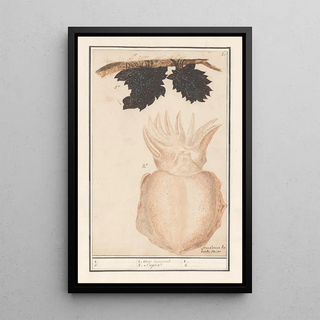 Anselmus Botius de Boodt - Zeekat of sepia Sepiida 1 uva marina 2 Saepia.webp