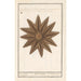 Starfish Asteroidea Starfish Stella Marina Starfish - Anselmus Botius de Boodt — artwork view