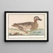 Summer teal painting Anas querquedula - Anselmus Botius de Boodt — framed artwork on a wall