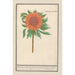 Sunflower Helianthus annuus Round sunflower Flos solis rotondus herb in the sun round flower - Anselmus Botius de Boodt