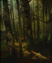 Desmonte forestal - Anton Müller-Wischin — vista de la obra