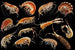 Gammarini du golfe de Naples Planche 4 - Antonio della Valle — artwork view