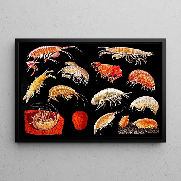 Antonio della Valle - Gammarini del golfo di Napoli Plate 6.webp