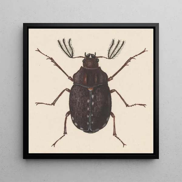 Aquarelle d'entomologie Pl058 - George Hudson