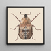 de acuarela de entomología Pl059 - George Hudson — cuadro enmarcado en la pared