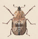 de acuarela de entomología Pl059 - George Hudson — vista de la obra