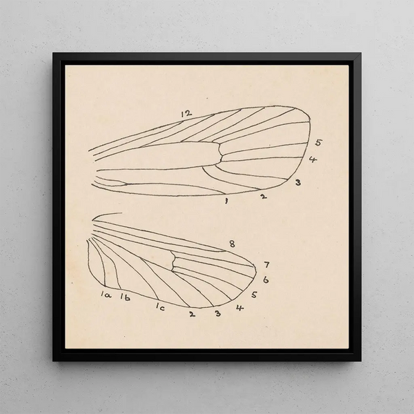 Aquarelle d'entomologie Pl163 - George Hudson
