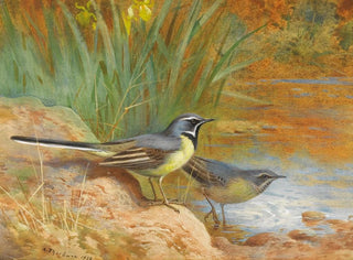 Archibald Thorburn - 5 Grey Wagtails.webp