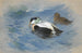 A pair of eider ducks - Archibald Thorburn — artwork view