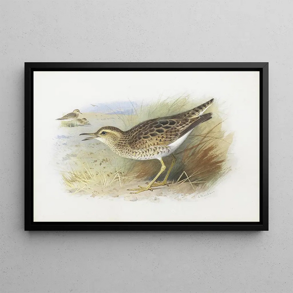 Pluvier de Bartram - Archibald Thorburn — cuadro enmarcado en la pared