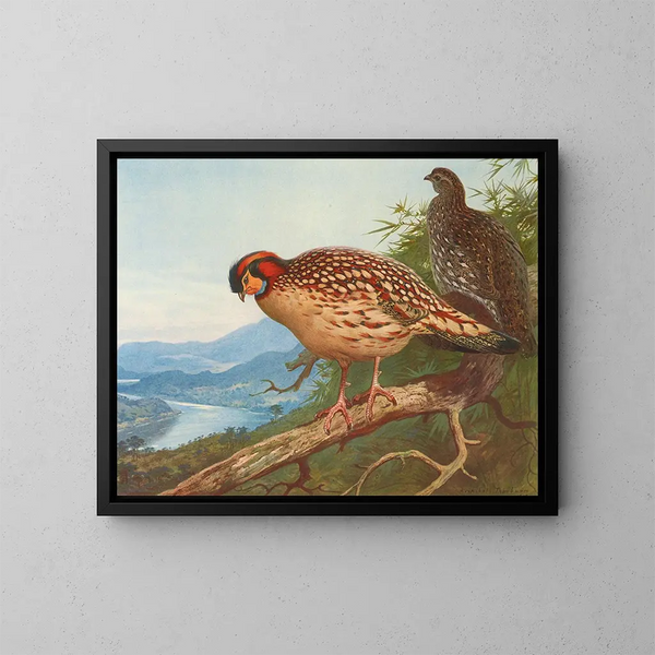 Cabots tragopan - Archibald Thorburn — cuadro enmarcado en la pared