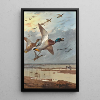 Archibald Thorburn - Coming In From The Sea.webp