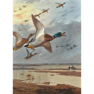 Archibald Thorburn - Coming In From The Sea.webp