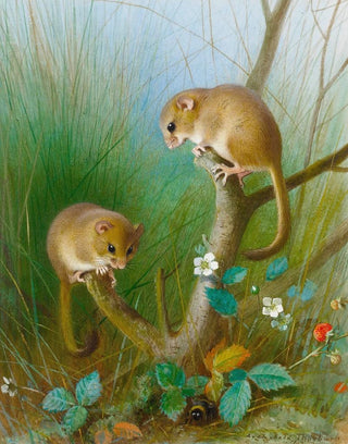 Archibald Thorburn - Dormice.webp