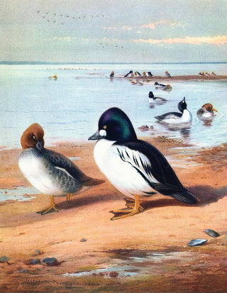 Archibald Thorburn - GoldenEye.webp