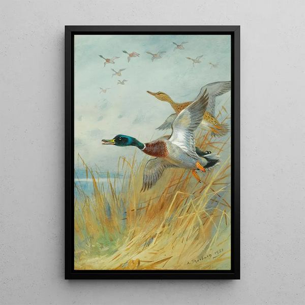 Reproduction of the painting Mallard duck taking flight - Archibald Thorburn