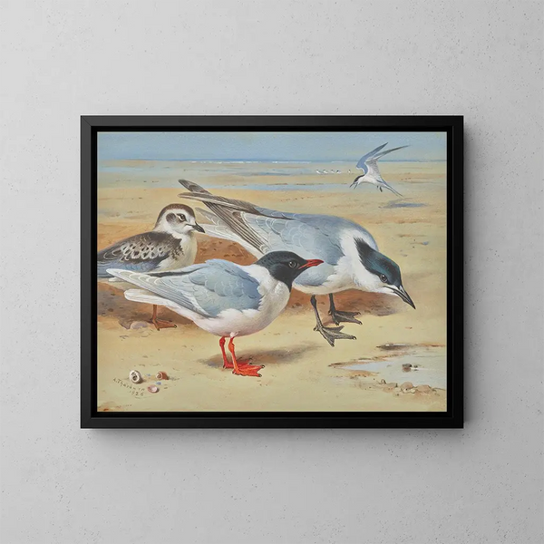Gaviota melanocéfala y juvenil con charranes de Sandwich en una playa - Archibald Thorburn — cuadro enmarcado en la pared