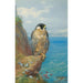 Reproducción del cuadro halcón peregrino en Auchencairn - Archibald Thorburn