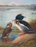Harle huppé - Archibald Thorburn — vista de la obra
