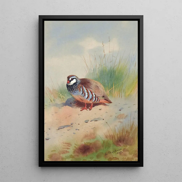 Perdrix roja - Archibald Thorburn — cuadro enmarcado en la pared