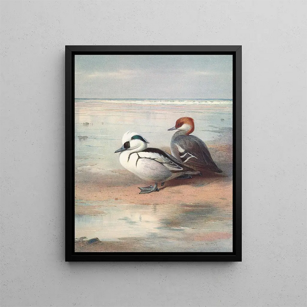 Smew - Archibald Thorburn — cuadro enmarcado en la pared
