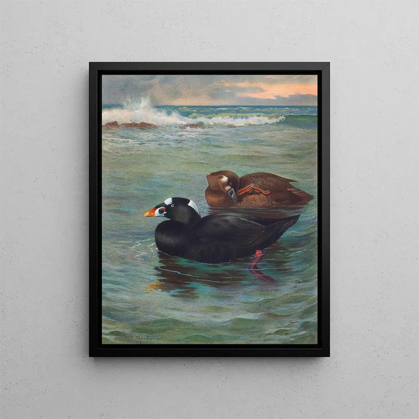 Surf Scoter - Archibald Thorburn — cuadro enmarcado en la pared
