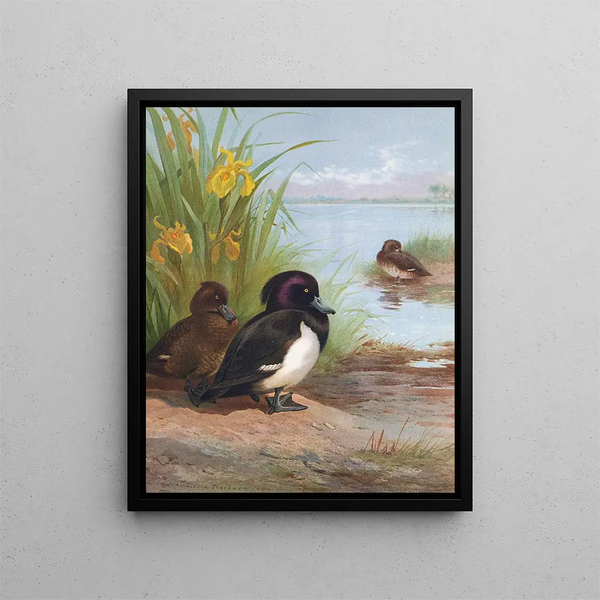 Fuligule morillon - Archibald Thorburn — framed artwork on a wall