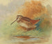 Bécasse au bord de l'eau - Archibald Thorburn — vista de la obra